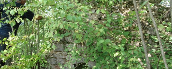 Kremen