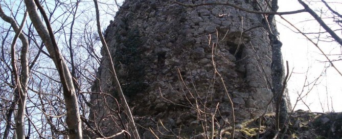Vitunj